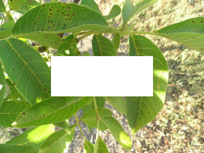 Xanthomonas arboricola pv.